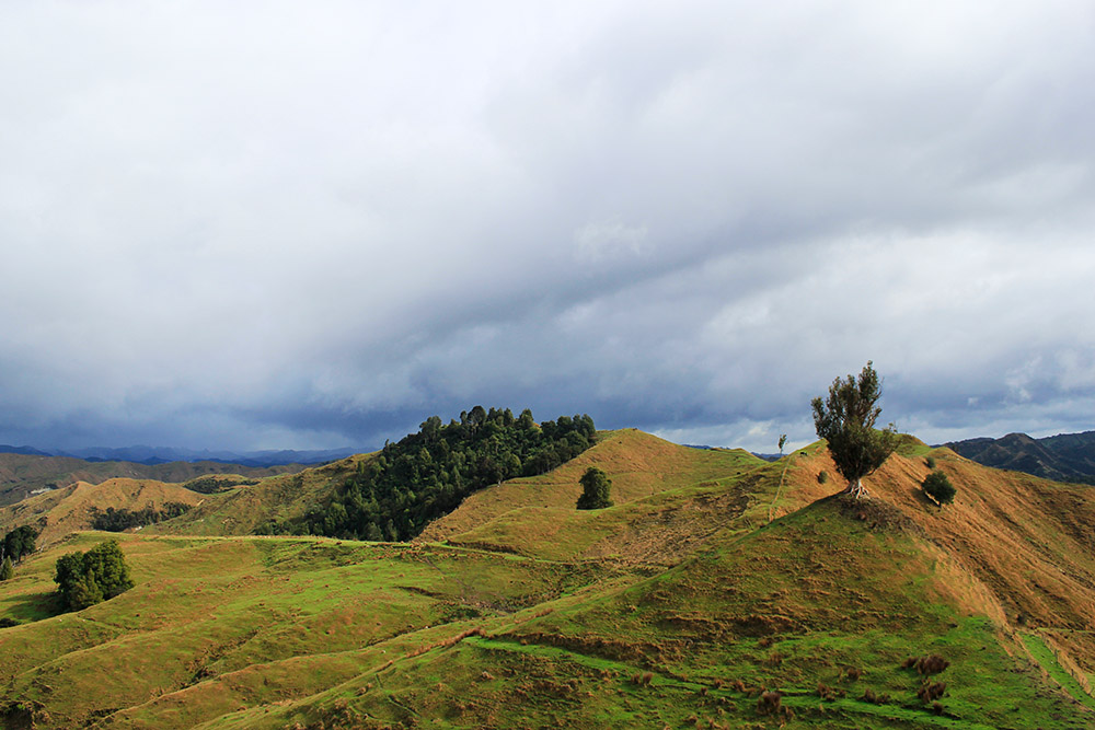 Grüne Hügel - Tolle Fotos von Neuseelands vielfältiger Landschaft und Flora und Fauna vom Fotografen und Grafikdesigner Markus Wülbern